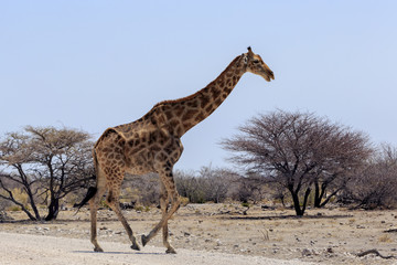 Giraffe in Etosha Park Namibia