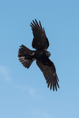 Carrion Crow, Crow, Corvus Corone