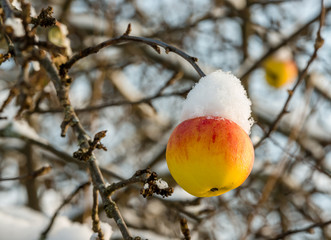 apple on a tree in the snow