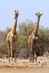 Naklejka na ściany i meble Giraffes in Etosha Park Namibia