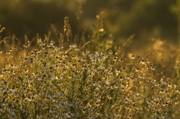 Camomiles in evening light hide the petals on a sunset