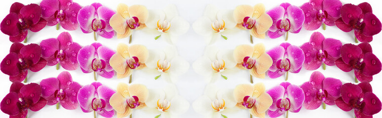 pattern with orchids flowers with water drops on it on white background