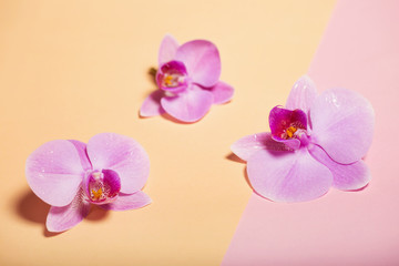 orchid flowers are two-colored background on the paper.