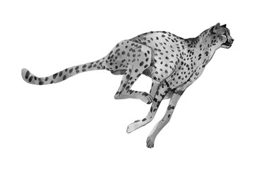 Cheetah