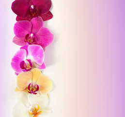 Pattern with orchids flowers with water drops on it on colorful background isolated