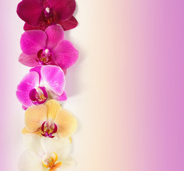 Fototapeta na wymiar Pattern with orchids flowers with water drops on it on colorful background isolated