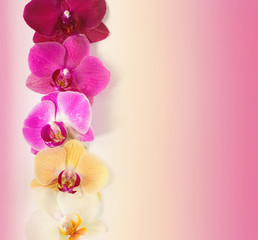 Fototapeta na wymiar Pattern with orchids flowers with water drops on it on colorful background isolated