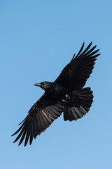 Obraz premium Carrion Crow, Crow, Corvus Corone