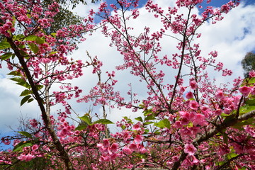 Cherry Blossom or Sakura flower on nature background