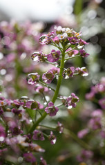 Bright rain drops on tiny flower