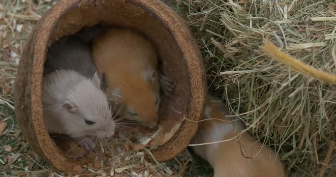 Little mice in a nutshell in the hay