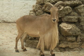 Mountain goat with large horns and long beard