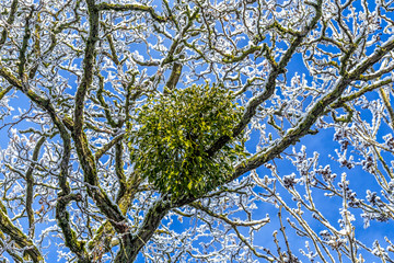 mistletoe in the tree