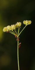 Ants and feeding plant louse