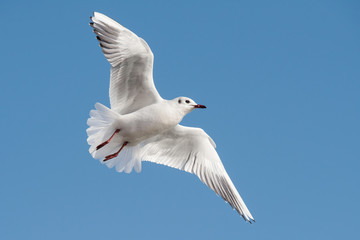 Black-headed Gull, Chroicocephalus ridibundus
