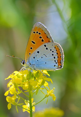 Common Blue (Polyommatus icarus) butterfly