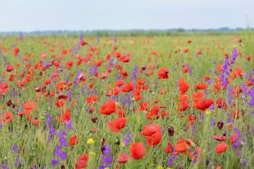 colorful flowers on field in summer