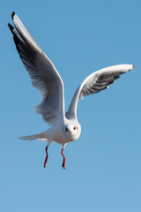 Black-headed Gull, Chroicocephalus ridibundus