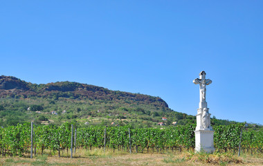 Weinbau am Balaton in Badacsony,Ungarn