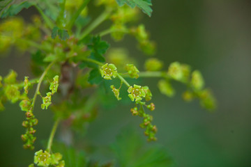 buds of red currant on  green background