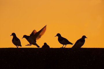 Turnstones Arenaria interpres resting on breakwater at sunset