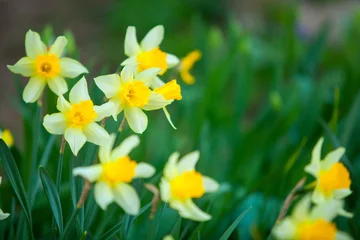 Crédence de cuisine en verre imprimé Narcisse belle image de fond de jonquilles jaunes d& 39 automne