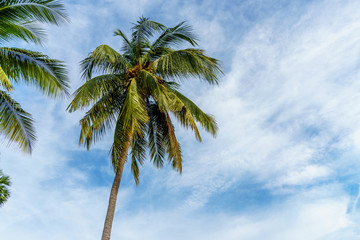 coconut leaf on blue sky
