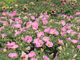 Petunien, Petunia, Anzucht