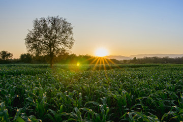 green corn field in agricultural garden and backlit light shines at sunset