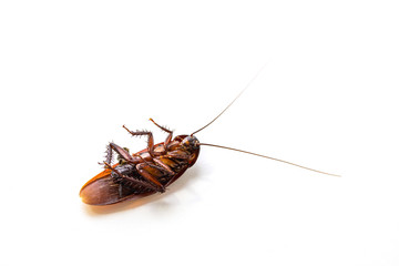 Cockroaches dead on white background