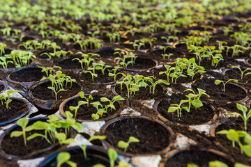 Young green salad growing in greenhouse