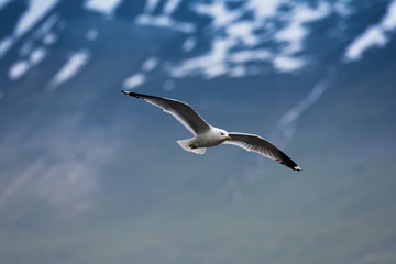 Seagull flying to the mountains