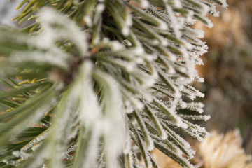Pine branches with hoarfrost, macro shooting