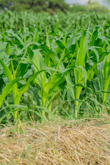 Green corn field in agricultural garden