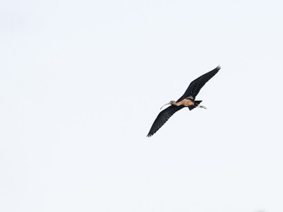 Glossy Ibis flying