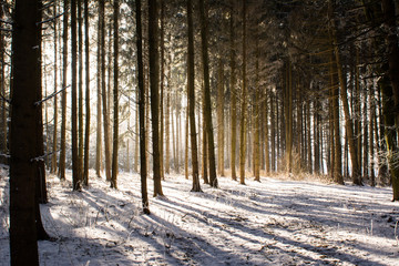 Fichtenwald im Winter mit Schnee