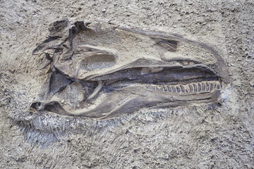 Dinosaur skull in Dinosaur National Monument, Utah, USA