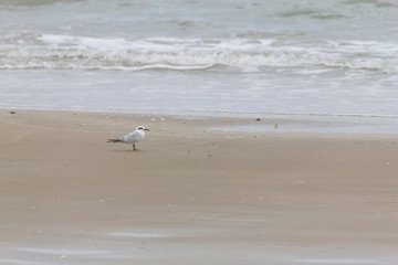 Haematopus palliatus  bird in Cassino beach