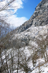 View of snow-covered mountain slope of the beech grove