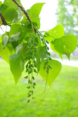 Obraz premium Green tree