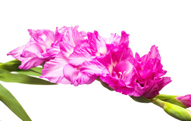 Pink gladiolus flowers isolated on white background