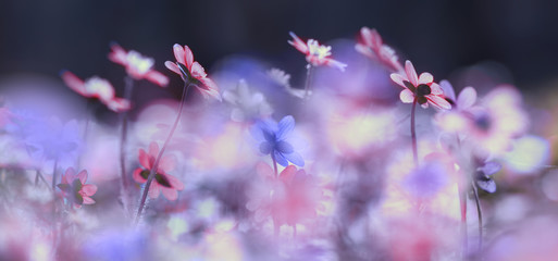 Spring flowering bloom wallpaper. Many lilac purple wild flowers in forest on glade glow in sun on a dark background macro soft focus. Spring templates, amazing magic artistic image.