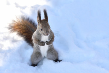 雪の中のエゾリス