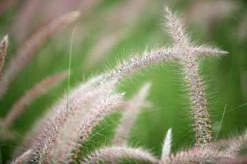 autumn reeds grass background texture