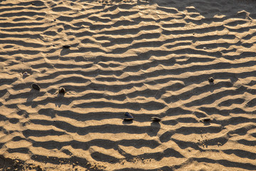 close up on wet sand with mussel shells and wavy pattern