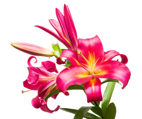 Beautiful bouquet of pink lilies isolated on white background