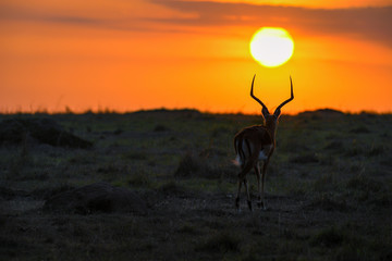 impala