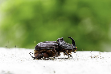 Horned beatle closeup
