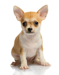 Chihuahua puppy, on white background