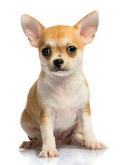 Chihuahua puppy, on white background